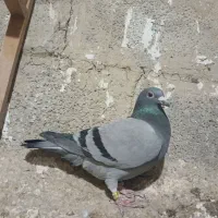 سبز ماده مسافتی المانی|پرنده|مشهد, خواجه ربیع|دیوار