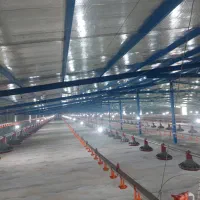 فروش مرغداری ۳۰ هزاری تمام اتوماتیک