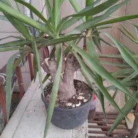 فروش گل یوکا