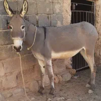 الاغ