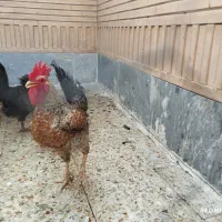 خروس جوان و سر حال و بسیار زیبا