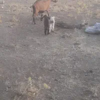 بز الپاین