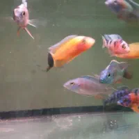 ماهی سیچلاید رنگی