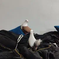 کله سفید کربلایی