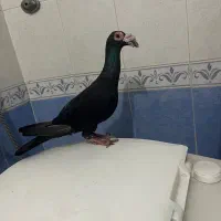 دوعدد کفتر عطیقه نمایشی|پرنده|مشهد, فردوسی|دیوار