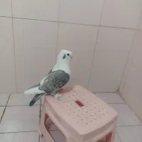 کبوتر بلژیکی نر جوان|پرنده|ایلام, |دیوار