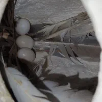 فروش فنچ سیلور ، بلبلی و دورگ