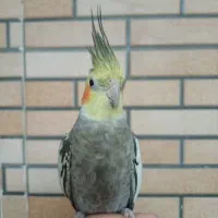 گمشده|حیوانات|کرج, حصارک بالا|دیوار