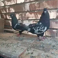 کفتر سینی ویه جفت سفید پاک و یه شیرازی
