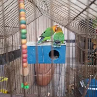 طوطی|پرنده|شیراز, شهرک والفجر|دیوار