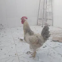 خروس|حیوانات مزرعه|قم, ولیعصر|دیوار