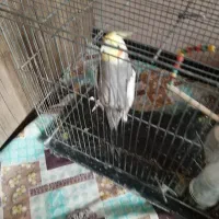 دوتا عروس هلندی نر