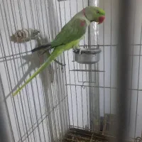 شاه طوطی نر مست واماده تهران اصیل برای جفت