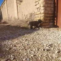 سگ قدر جونی