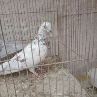 کفتر پرشی میخای بیا|پرنده|کاشان, طاهرآباد|دیوار