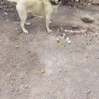 سگ پژدر ماده