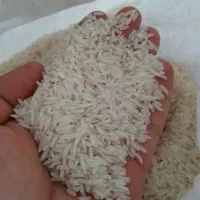 برنج طارم هاشمی شمال