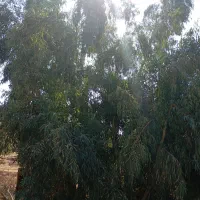 چند عدد اکالاتوس|گل و گیاه طبیعی|اندیکا, |دیوار