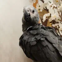 جوجه کاسکو دم قرمز دونخور