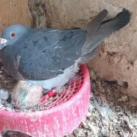 کبوتر مسافتی