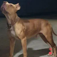 سگه پیت بول تریر نر