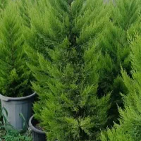 کامیس یاس شیشه شور شمشاد نعنایی|خدمات باغبانی و درختکاری|خرمآباد (تنکابن), |دیوار