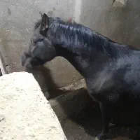 اسب کرد دارایی تاییده یک فدارسیون ۳ ساله