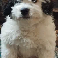 سگ اشپیتزتریرماده