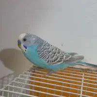 دو جفت مرغ عشق جوان وسرحال