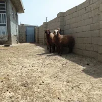 بره و قوچ