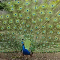 طاووس بالغ