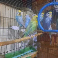 مرغ عشق رنگین کمانی|پرنده|تهران, امام حسین|دیوار