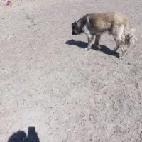 سلام ادرس شهرستان هریس روستای اربطان|سگ|تبریز, |دیوار