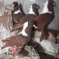 کبوتر قرمزی نر خریدارم گوباش ماده خریدارم