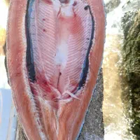 ماهی قزل الا وسالمون