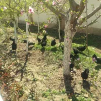 تخم مرغ ایام سمانی