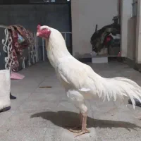 خروس لاری معاوضه با سگ عراقی یا سرابی