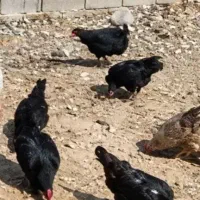 مرغ محلی   استهبان
