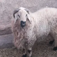 بره نر