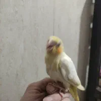 جوجه عروس هلندی رام دستی سرلاکی|پرنده|شریف‌آباد, |دیوار