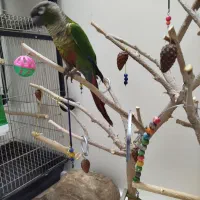 طوطی گرینچیک مولدوپارک بازی طوطی