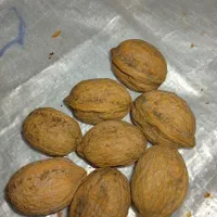 گردو معاوضه با برنج.چمپا وشمیم ..فجر|خوردنی و آشامیدنی|دهدشت, |دیوار