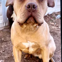 مژدگانی ۲۰میلیونی برای سگ