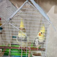 عروس هلندی با قفس