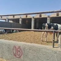 گوساله چاق
