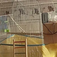 فروش یه جفت عروس هلندی مولد جوان با قفس نو