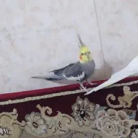 عروس هلندی