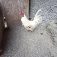 خروس جوان|حیوانات مزرعه|اصفهان, رزمندگان|دیوار