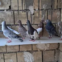 کبوتر دورگ
