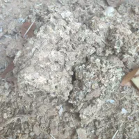 کود کفتر (زل)